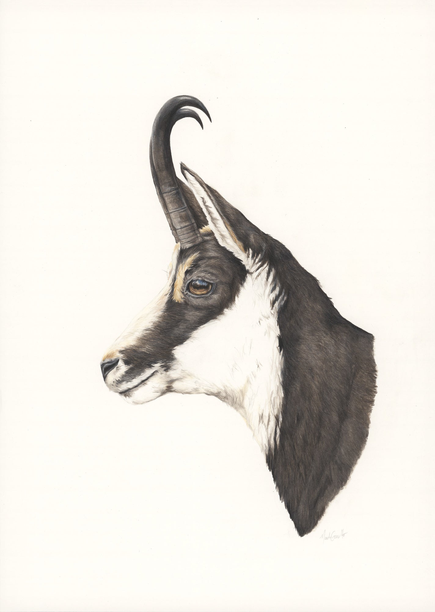 Chamois Original Artwork