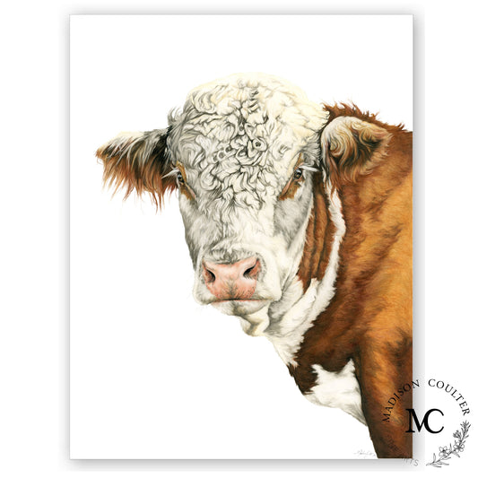 Hereford Bull