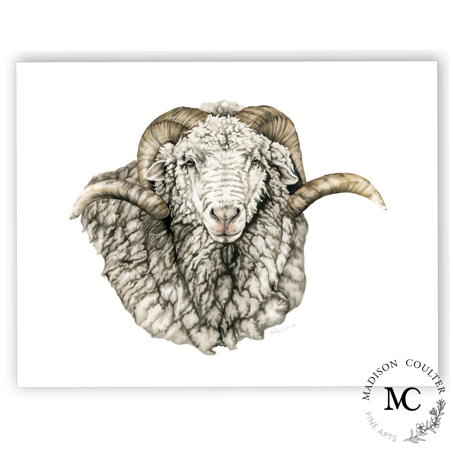 Impresión de edición limitada de Merino Ram