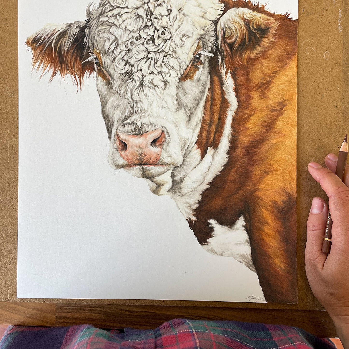 Hereford Bull