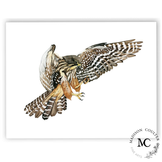Falcon