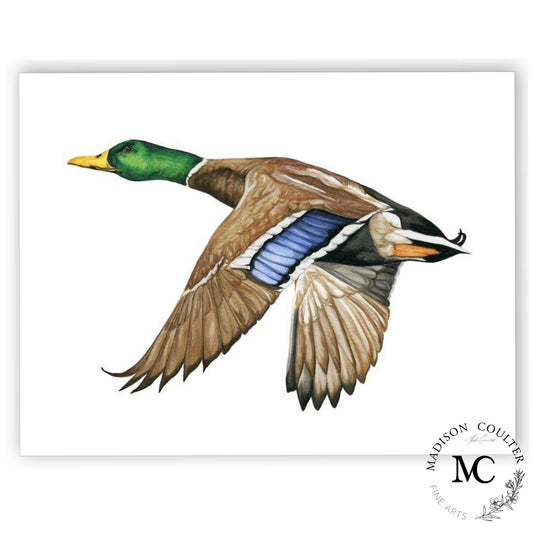 Mallard Duck