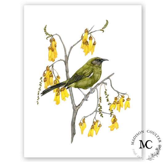 Bell Bird