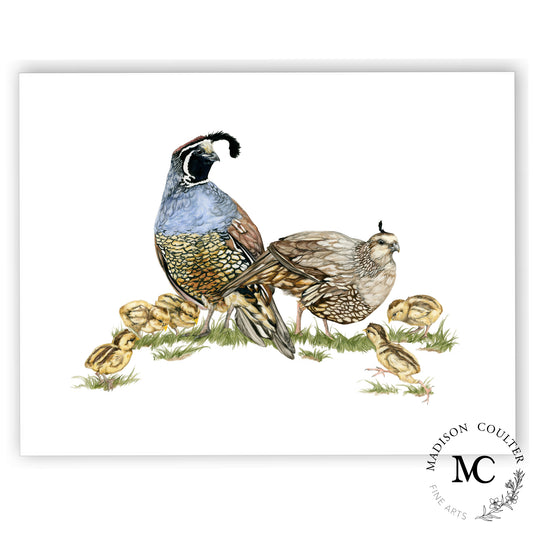 Californian Quail