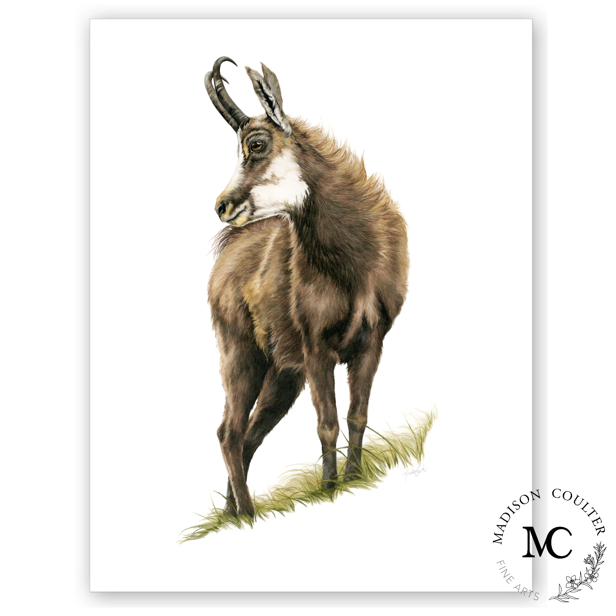 Alpine Chamois Mammal Stock Illustrations – 35 Alpine Chamois Mammal Stock  Illustrations, Vectors & Clipart - Dreamstime