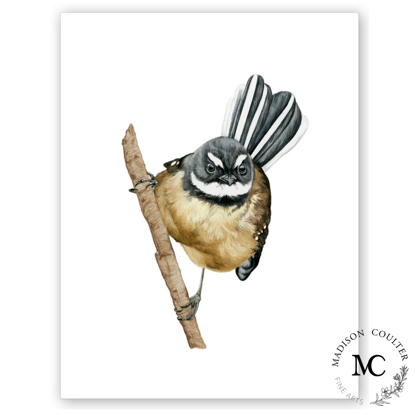 Fantail