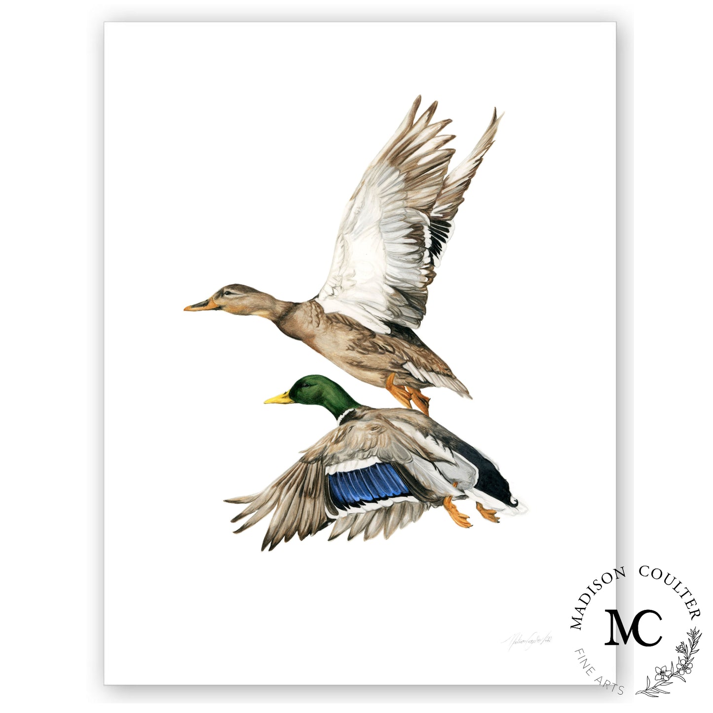 Paire de canards colverts