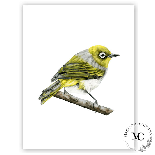 Wax eye