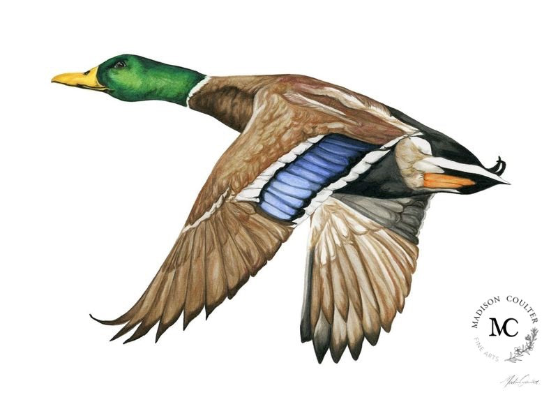 Mallard Duck