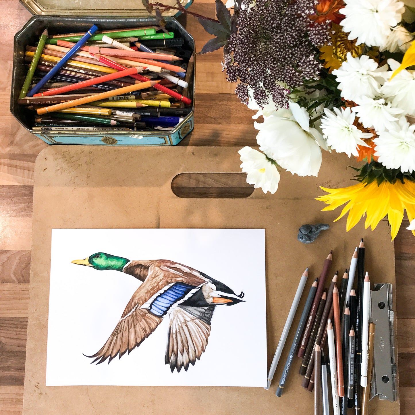 Mallard Duck
