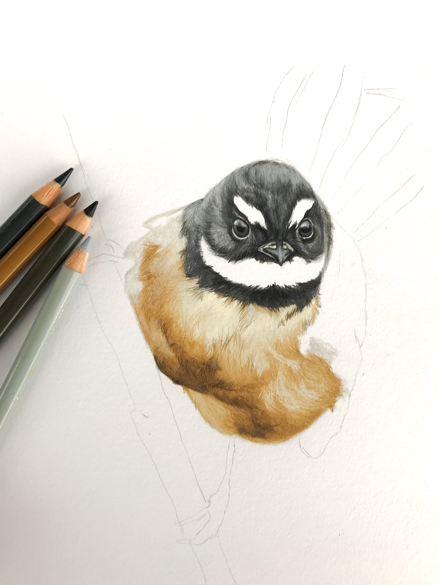 Fantail
