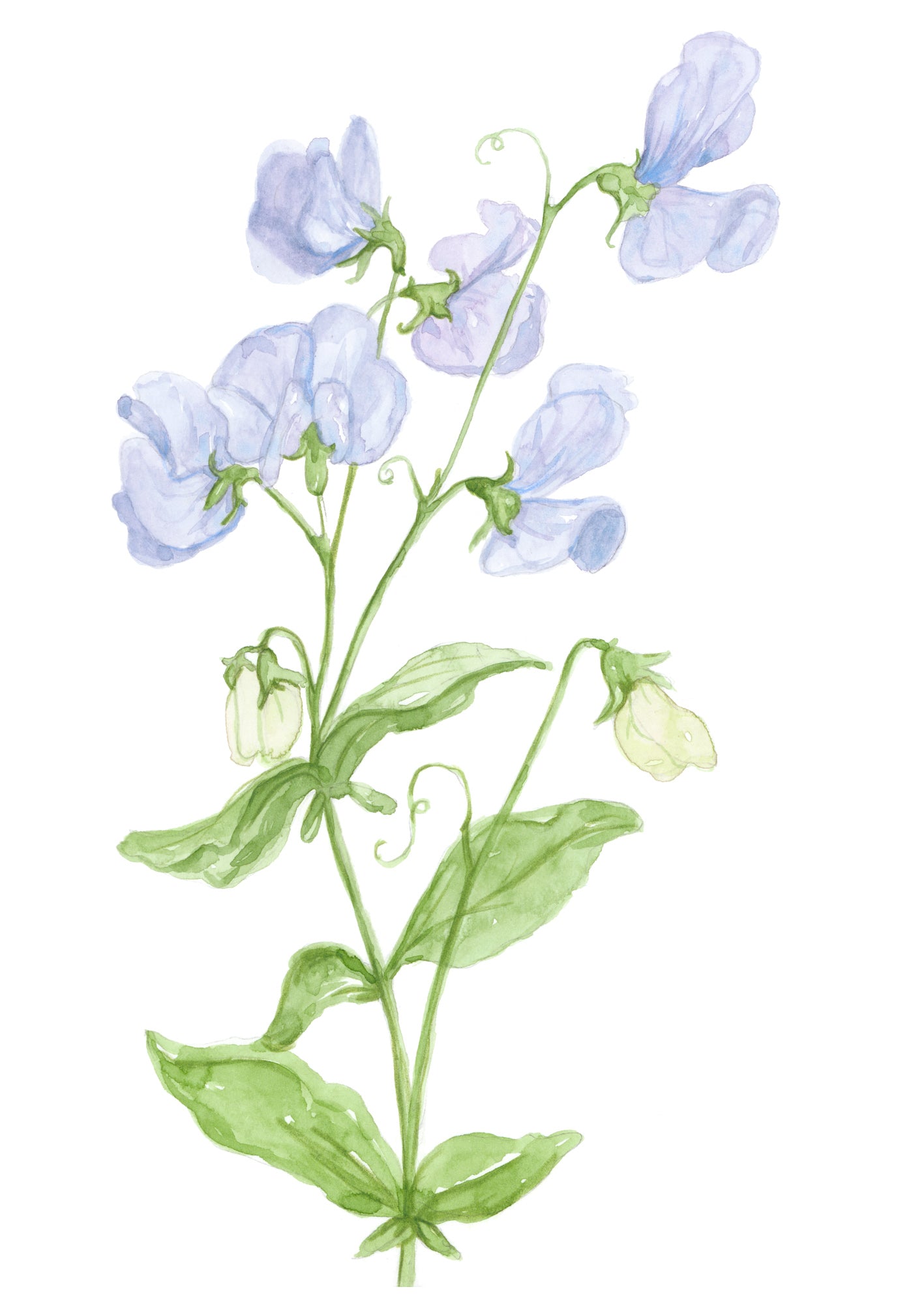Sweet Pea Original Artwork