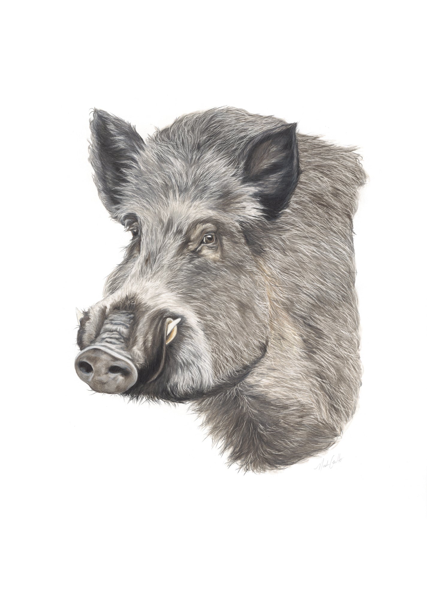Boar Original Artwork