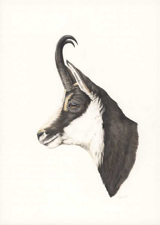 Chamois Original Artwork