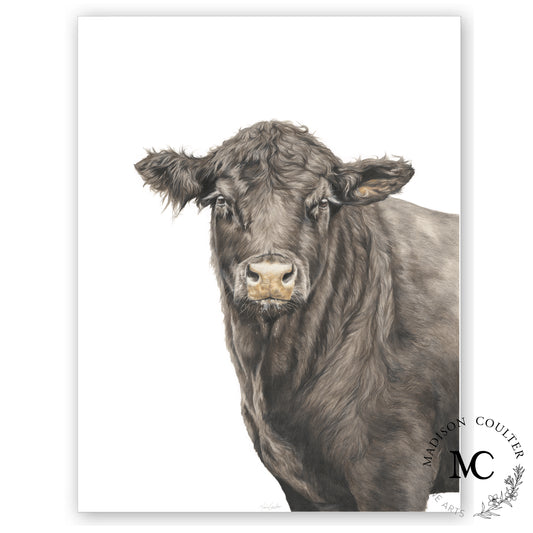 Angus Bull