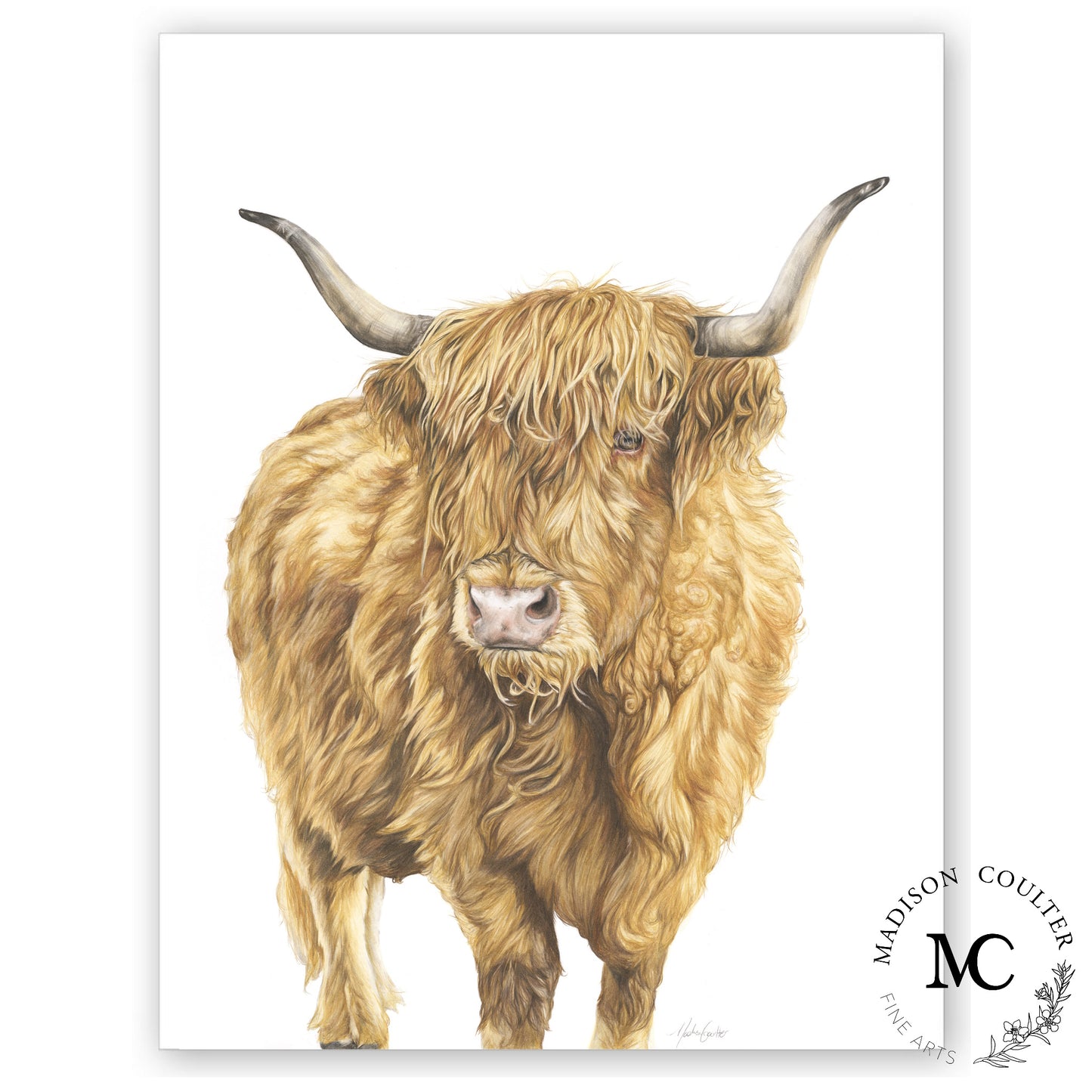 "Wilma" Highland Cow