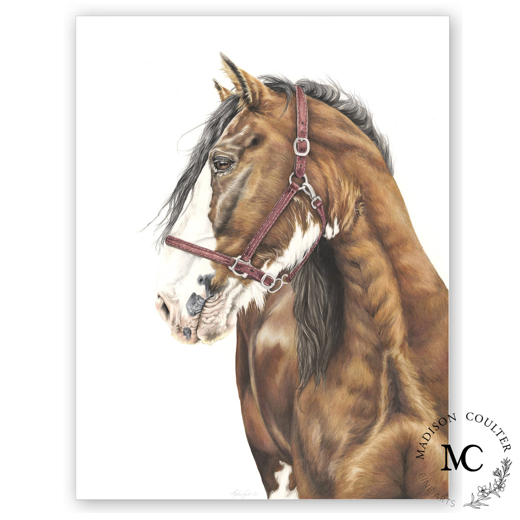 Clydesdale Horse – Madison Coulter Fine Arts