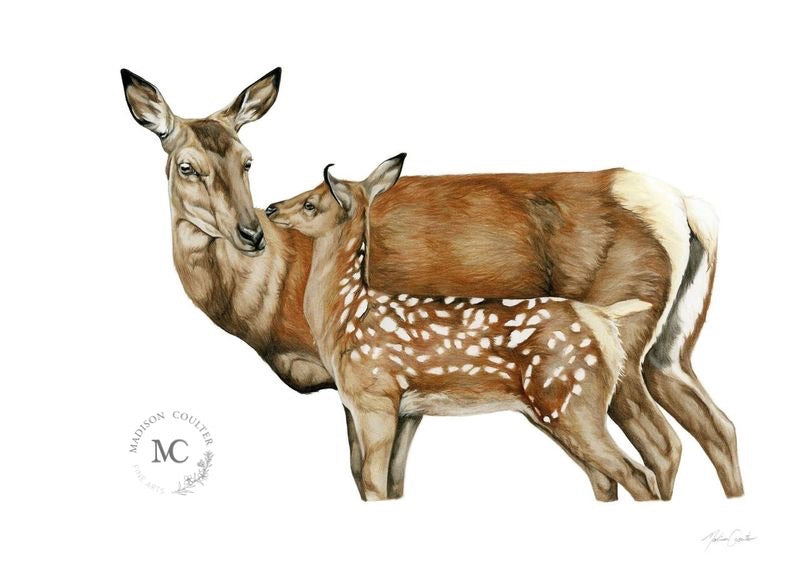 Hind & Fawn for Fairlight